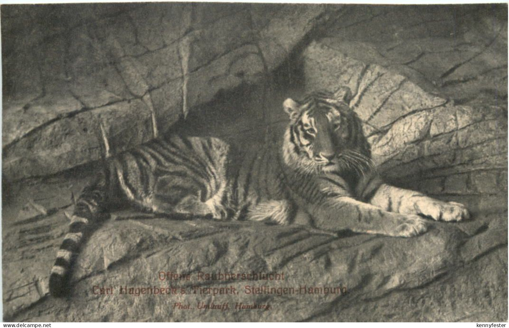 Hamburg-Stellingen - Carl Hagenbecks Tierpark - Tiger