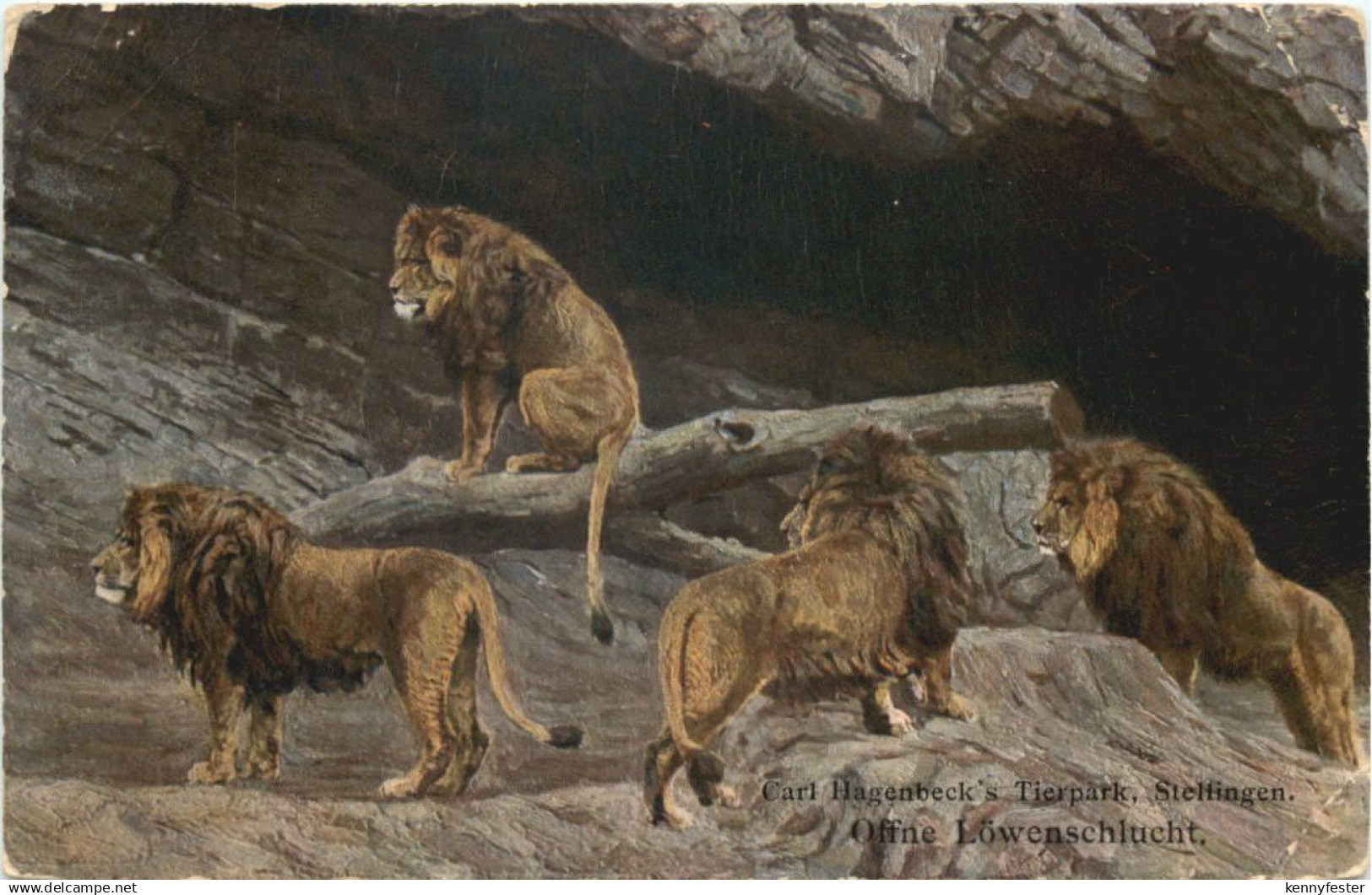 Hamburg Stellingen - Hagenbecks Tierpark - Löwen