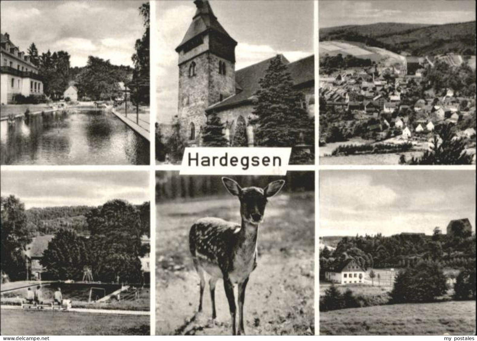 Hardegsen Solling Reh