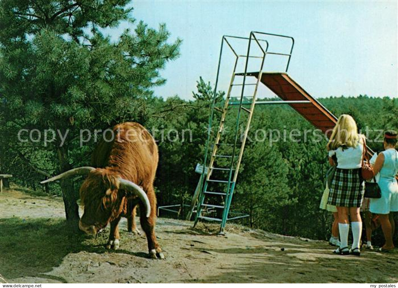 Haren Ems Naturpark Hilterberg Bueffel