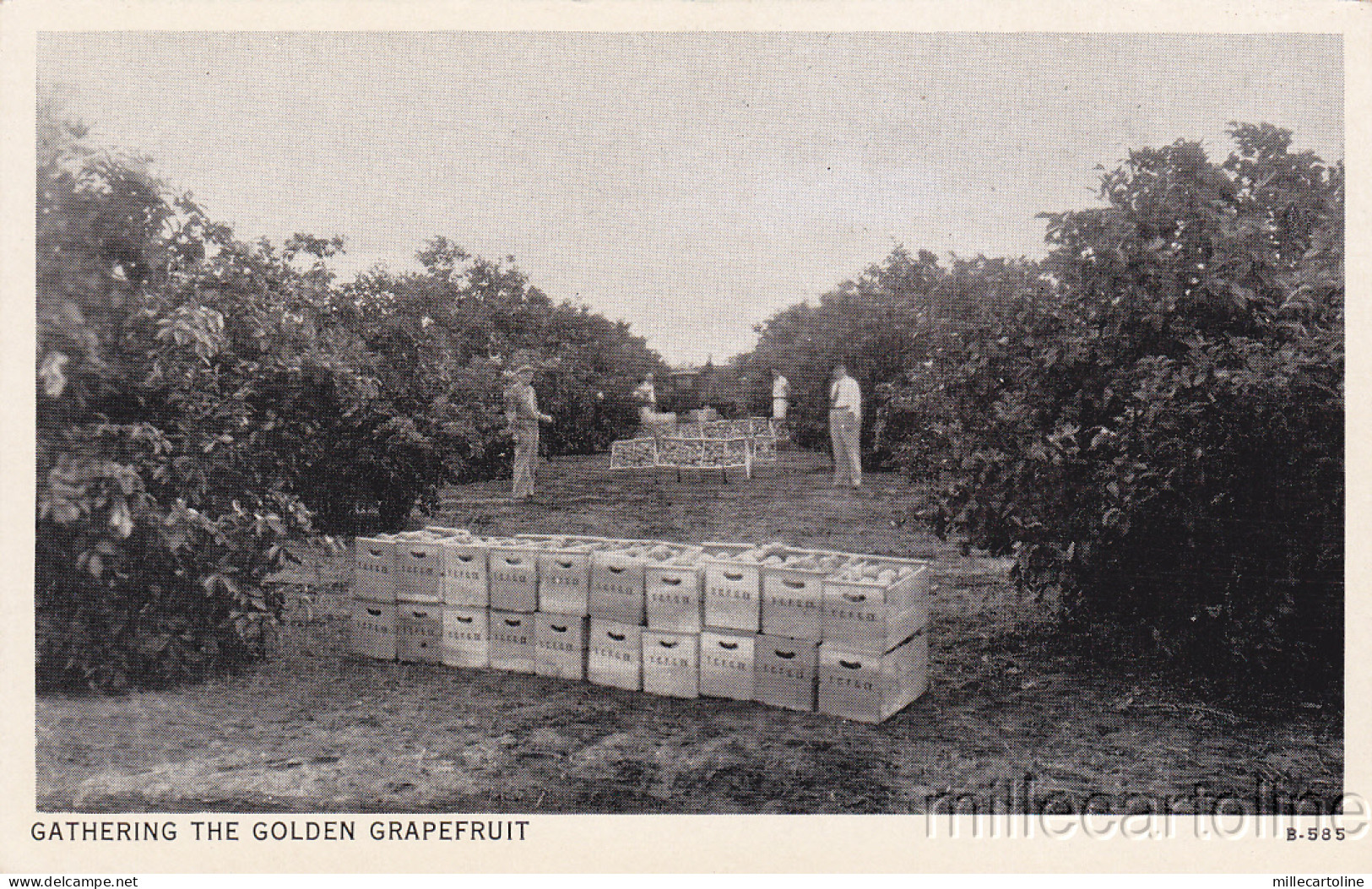 * HARLINGEN - Gathering the Golden Grapefruit