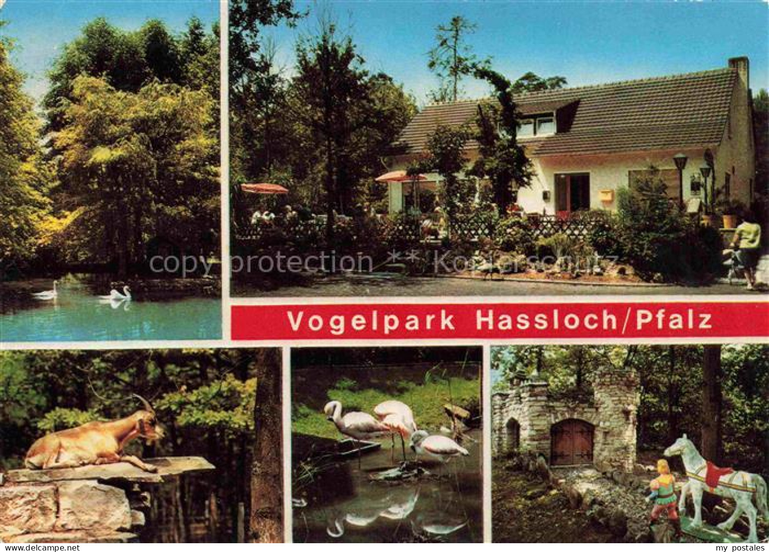 Hassloch Pfalz Vogelpark