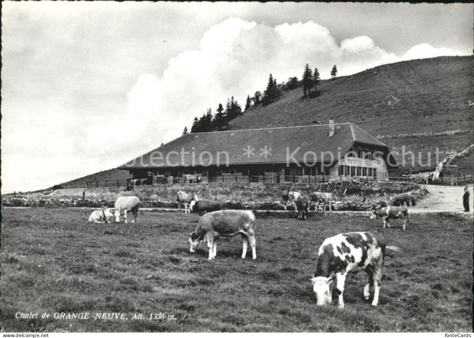 Hauterive FR Chalet de Grangeneuve Rinderherde
