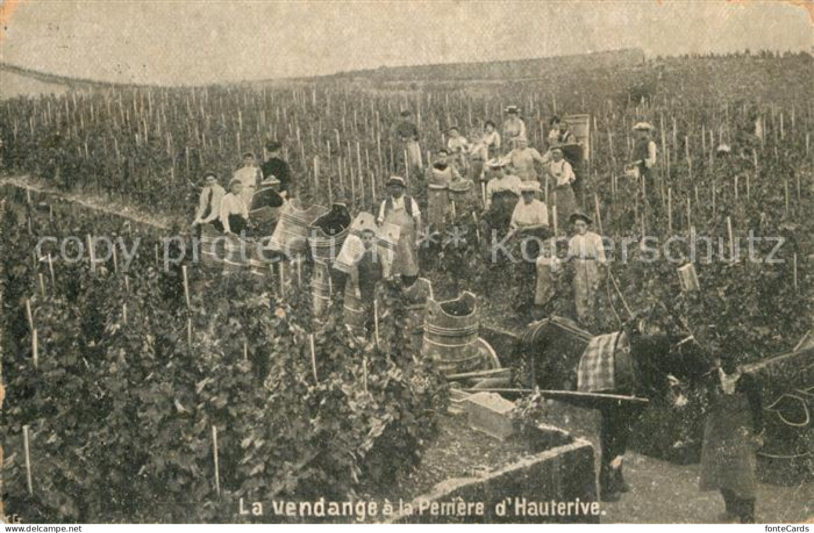 Hauterive NE Weinernte Pferdefuhrwerk