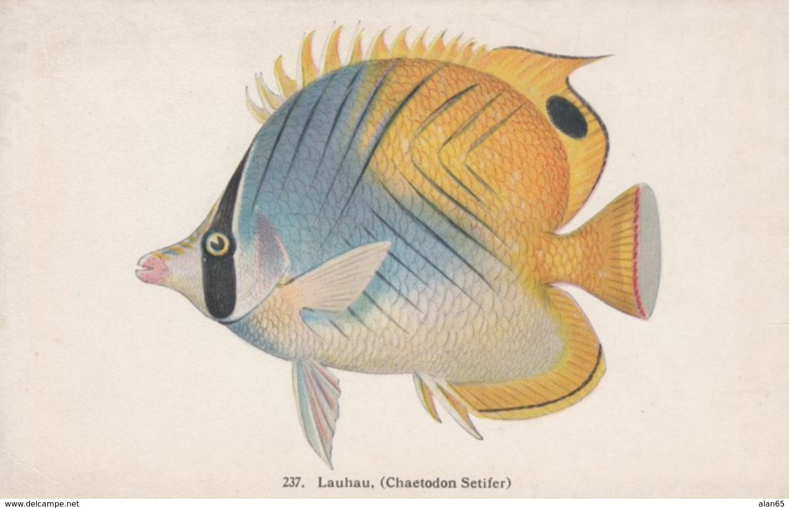 Hawaii Fish Series #237 'Lauhau', HI Exposition Commission, Hawaii & Island Curio Co. c1900s/10s Vintage Postcard