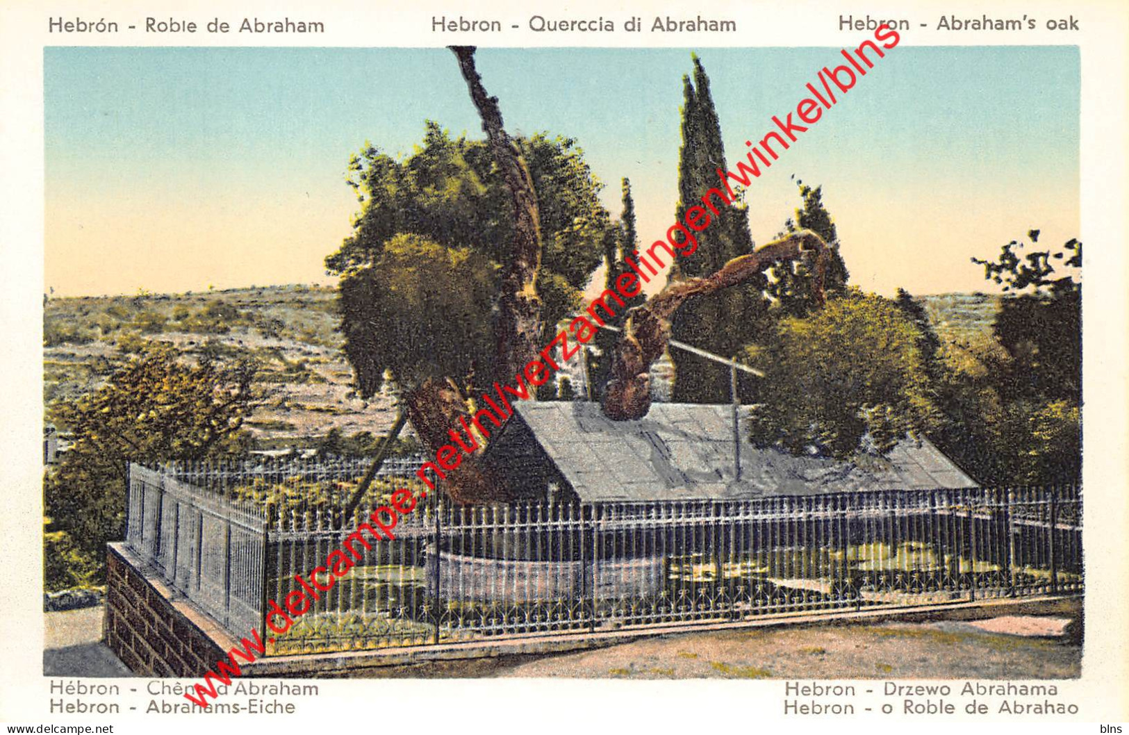Hebron الخليل - Abraham's oak -  Palestina