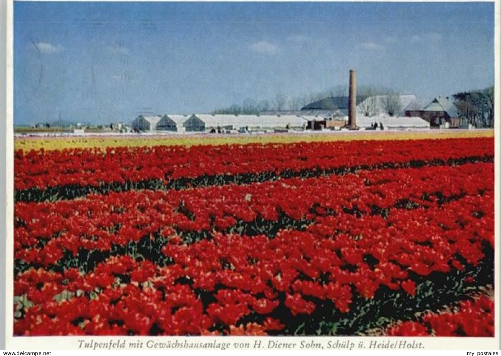 Heide Holstein Tulpenfeld