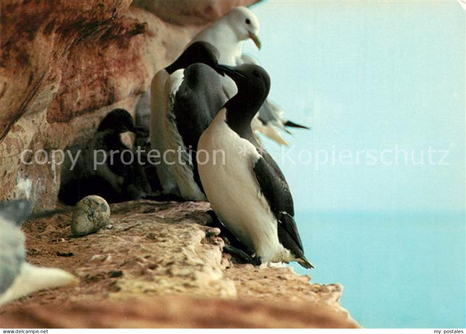 Helgoland Lummen Skittenhoern Brutgeschaeft