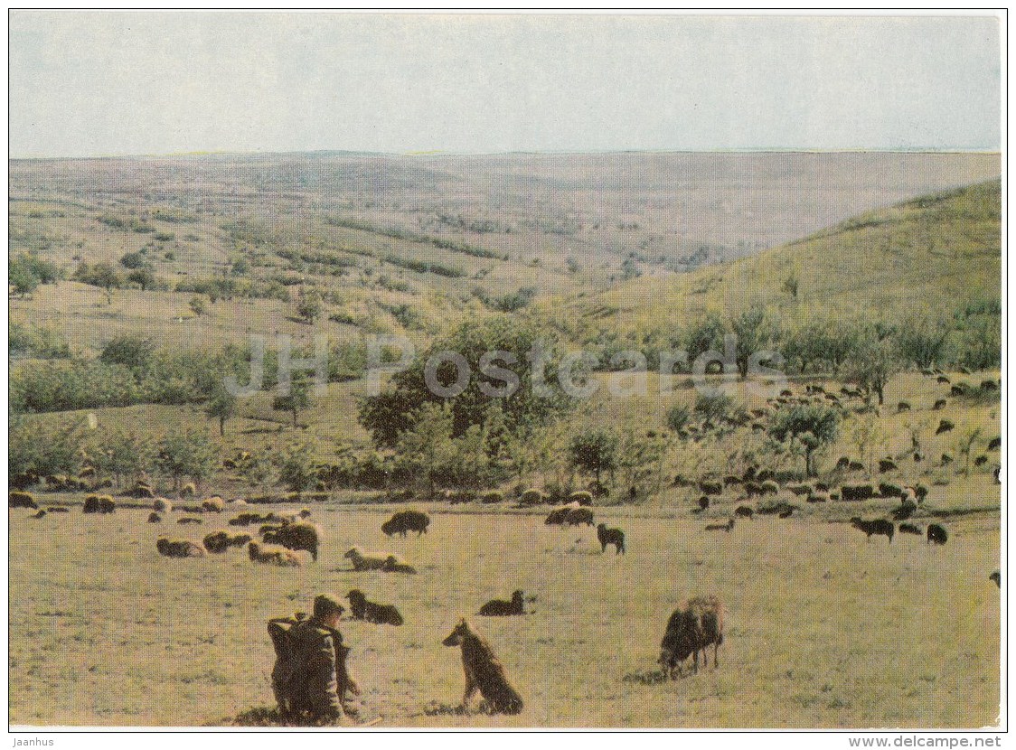Hills of Moldova - sheep - shepherd - 1966 - Moldova USSR - unused