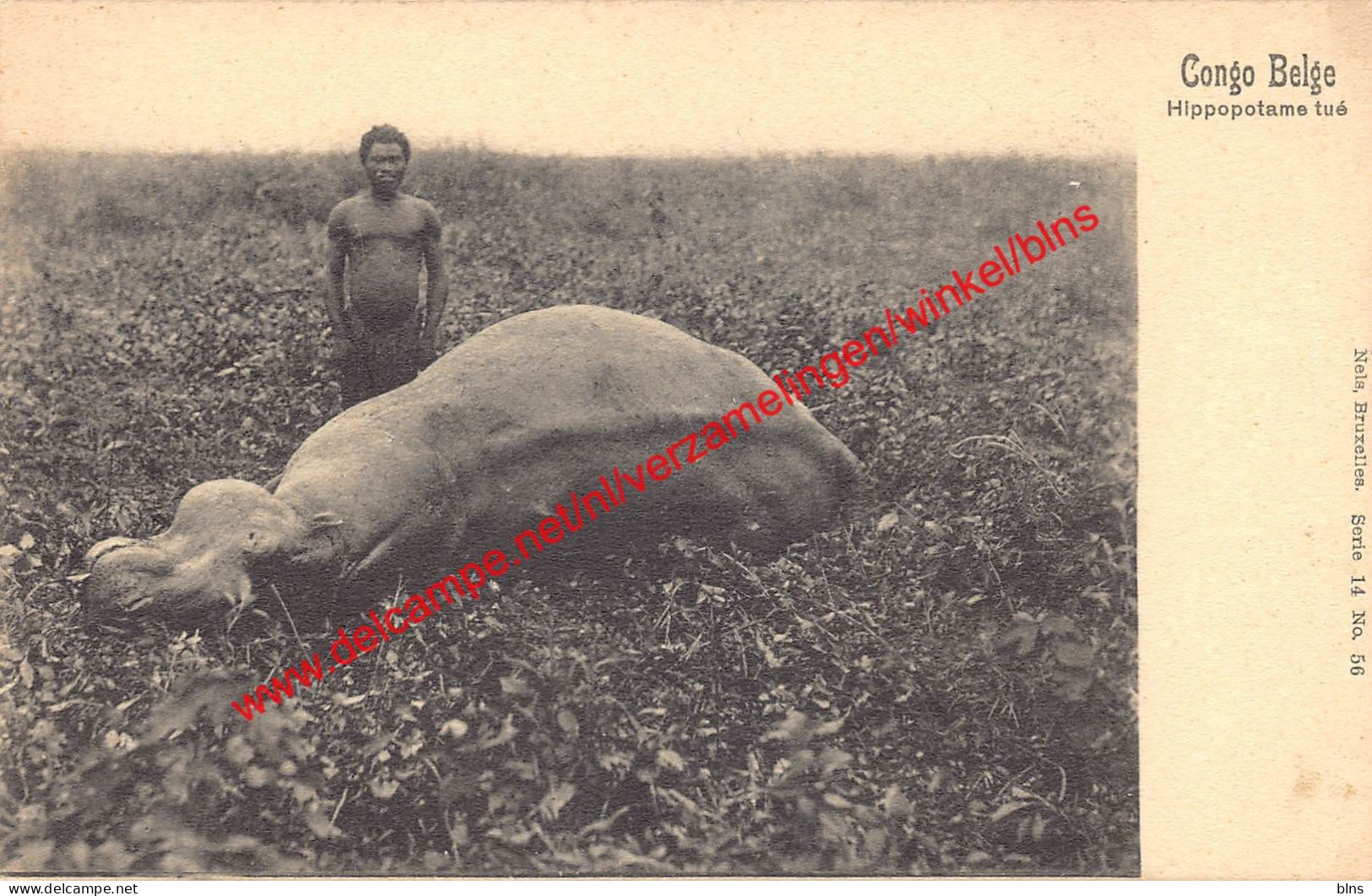 Hippopotame tué - Congo Belge Belgisch Kongo