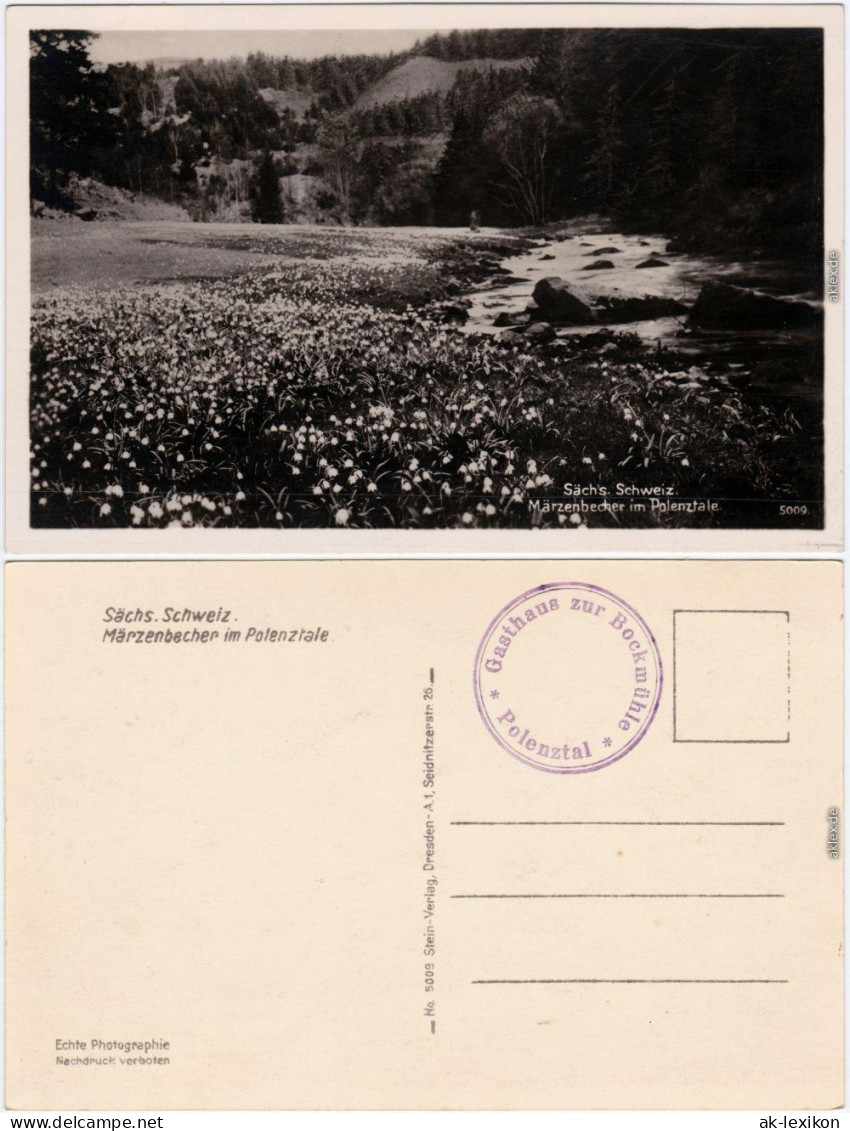 Hohnstein (Sächs. Schweiz) Märzenbecher im Polenztal - Sächsische Schweiz  1932