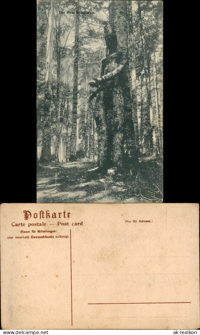 Hohwald (Sachsen) Der Riese in Hohwald. Kuriositäten Baum Figur 1913
