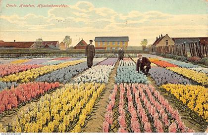 Nederland - HAARLEM - Hyacinthenvelden - Omstr. Haarlem