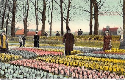 Nederland - HAARLEM - Hyacinthenvelden - Omstr. Haarlem