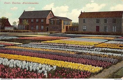 Nederland - HAARLEM - Hyacinthenvelden - Omstr. Haarlem