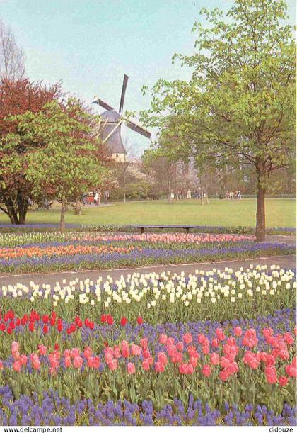 Carte Postale - Pays-Bas - Lisse - Keukenhof - Fleurs - Moulin à vent - Zuid-Holland - CPM - Voir Scans Recto-Verso