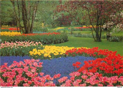 Carte Postale - Pays-Bas - Lisse - Keukenhof - Fleurs - Zuid-Holland - CPM - Voir Scans Recto-Verso