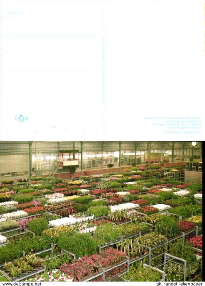 750487 Aalsmeer Holland
