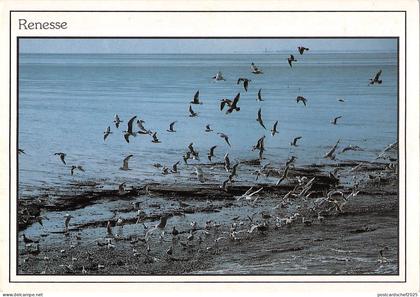 BT4743 Renesse birds oisseaux Netherlands