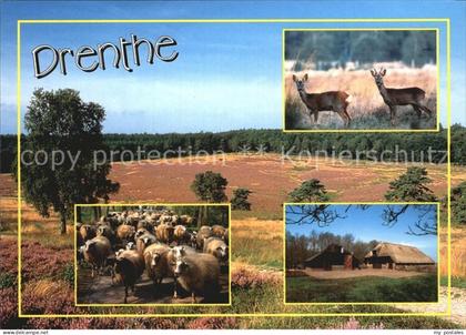 Drenthe Bauernhof Schafsherde