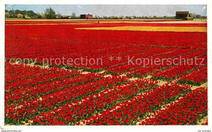 Lisse Keukenhof