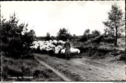 CPA Wierden Overijssel, Ortspartie, Hirt mit Schafen