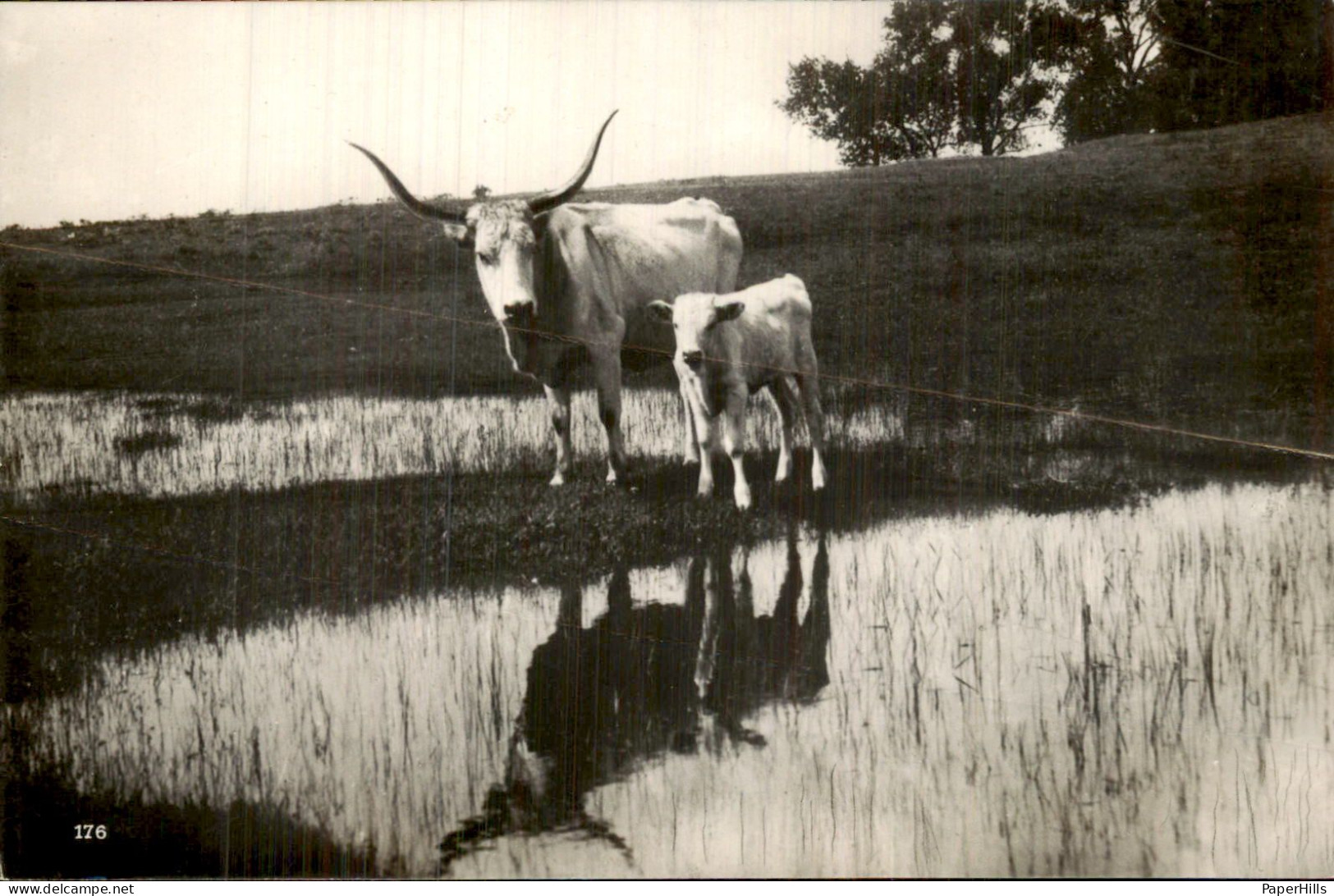 Hongarije Hungary - Oxen