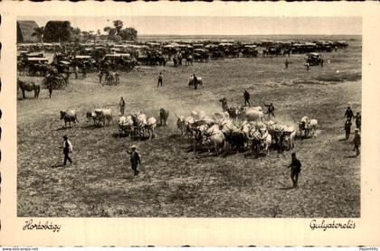 Hongarije Hungary - Hortobágy - Gulyaterelés