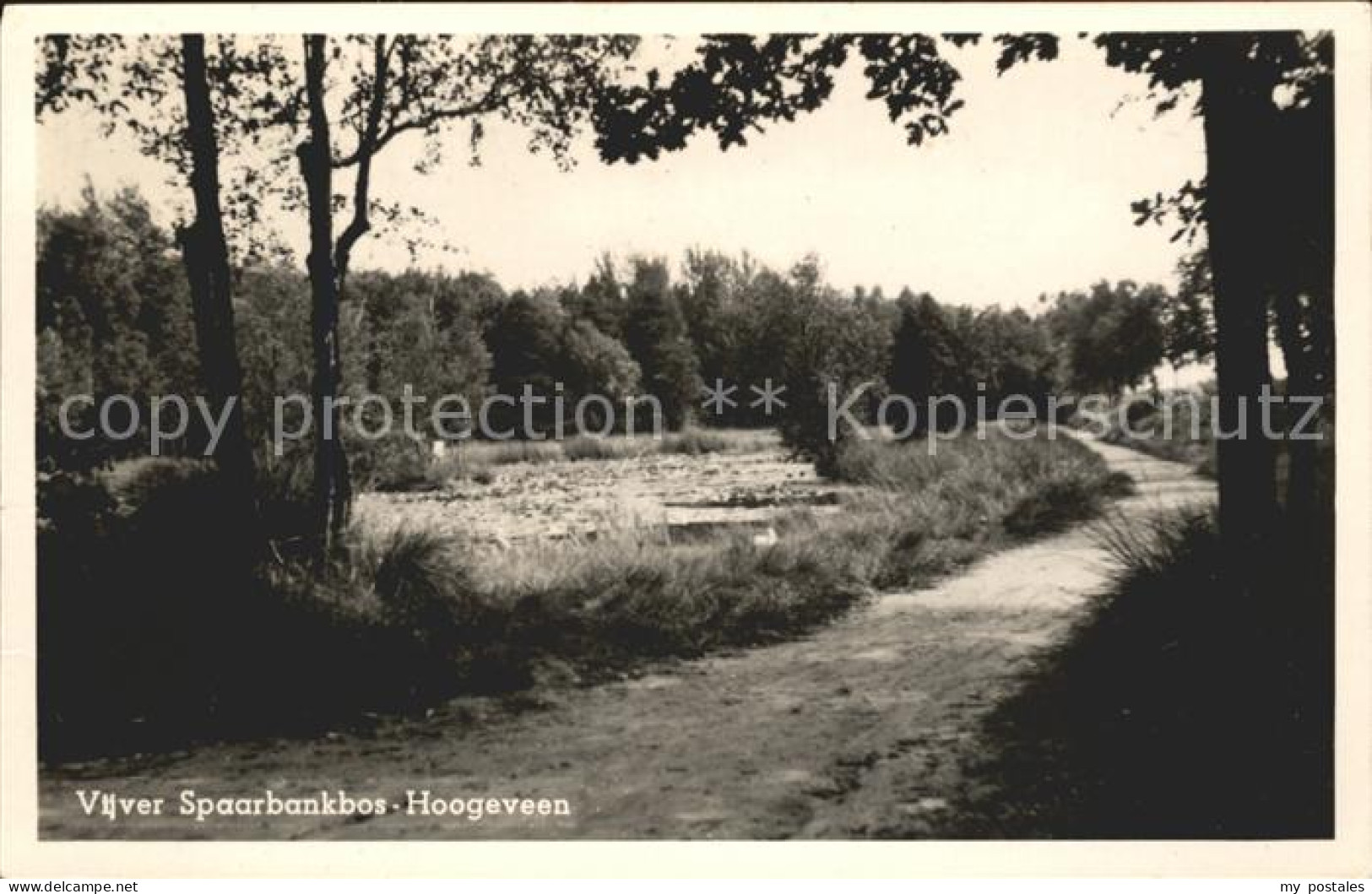 Hoogeveen Vijver Spaarbankbos
