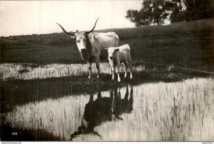 Hongarije Hungary - Oxen