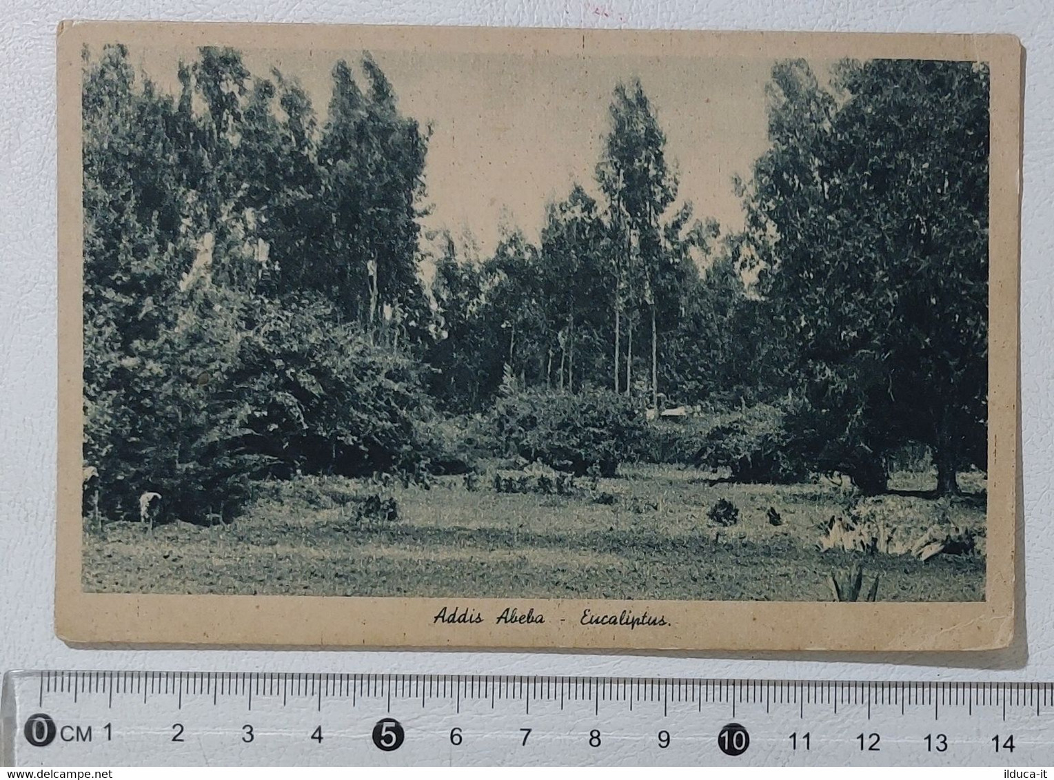 I121290 Cartolina - Etiopia - Eucaliptus