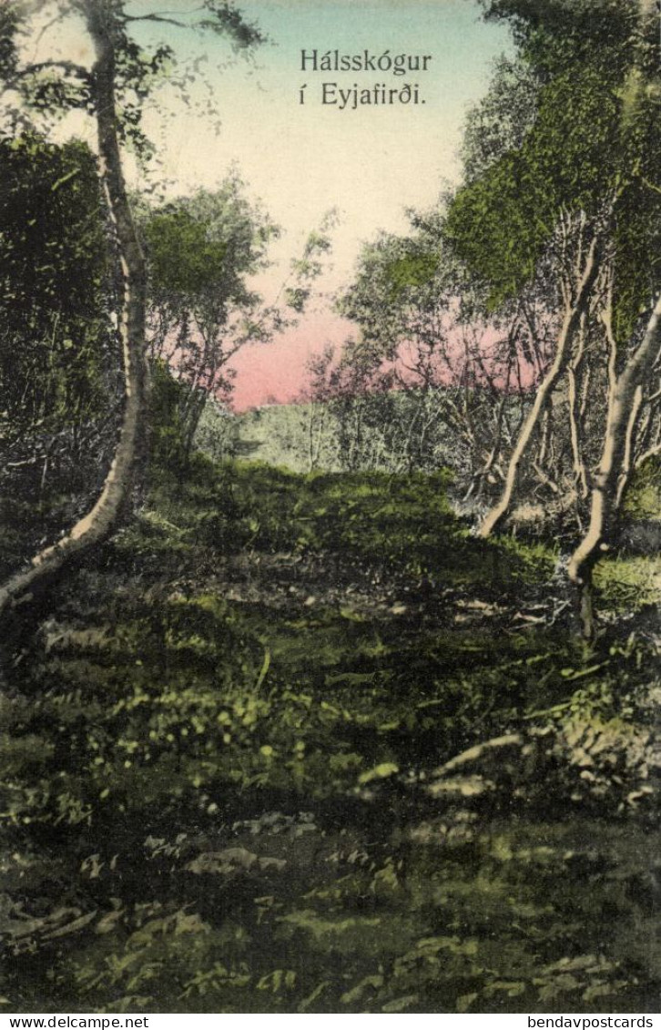 iceland, Hálsskógur Woods in Eyjafjörður (1910s) Postcard