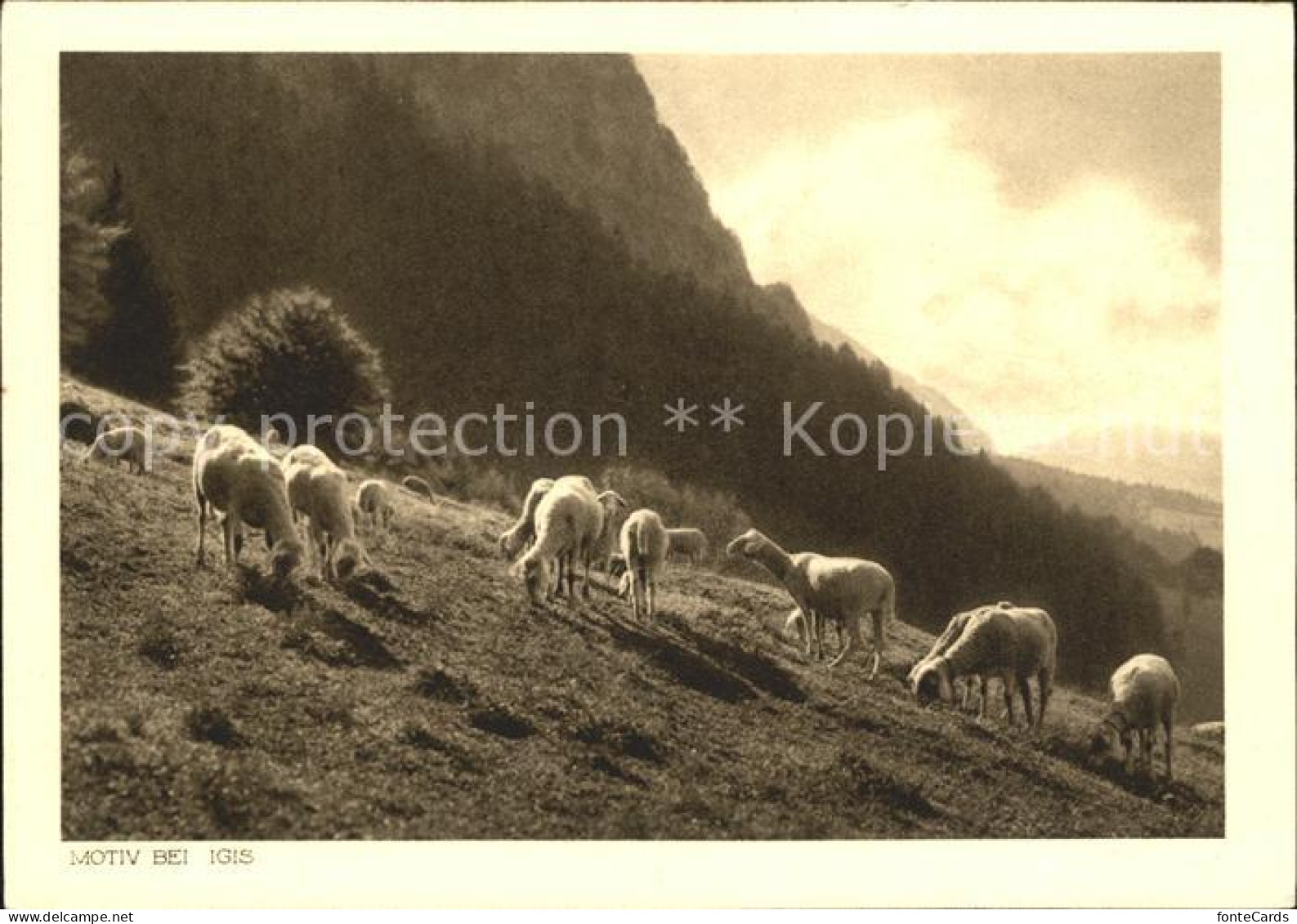 Igis Schafe auf der Alm