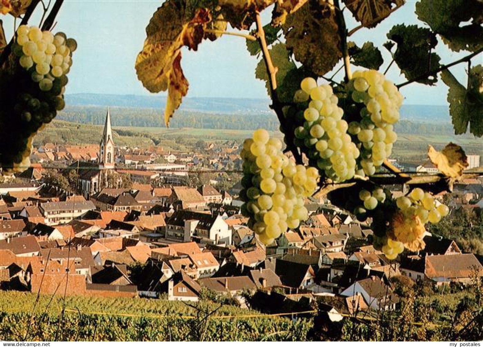 Ihringen Kaiserstuhl Panorama