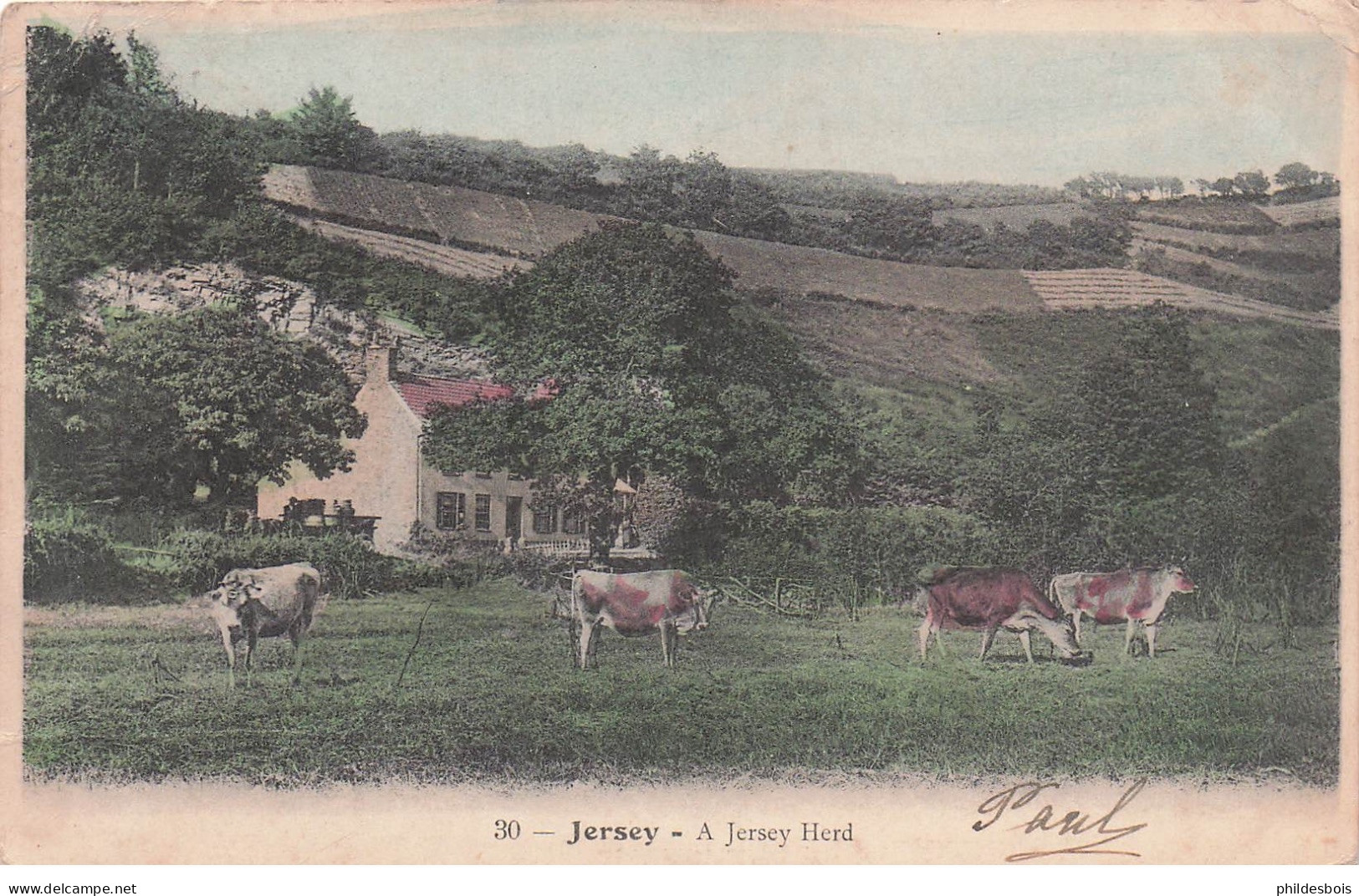 ILES DE LA MANCHE  JERSEY A jersey Herd