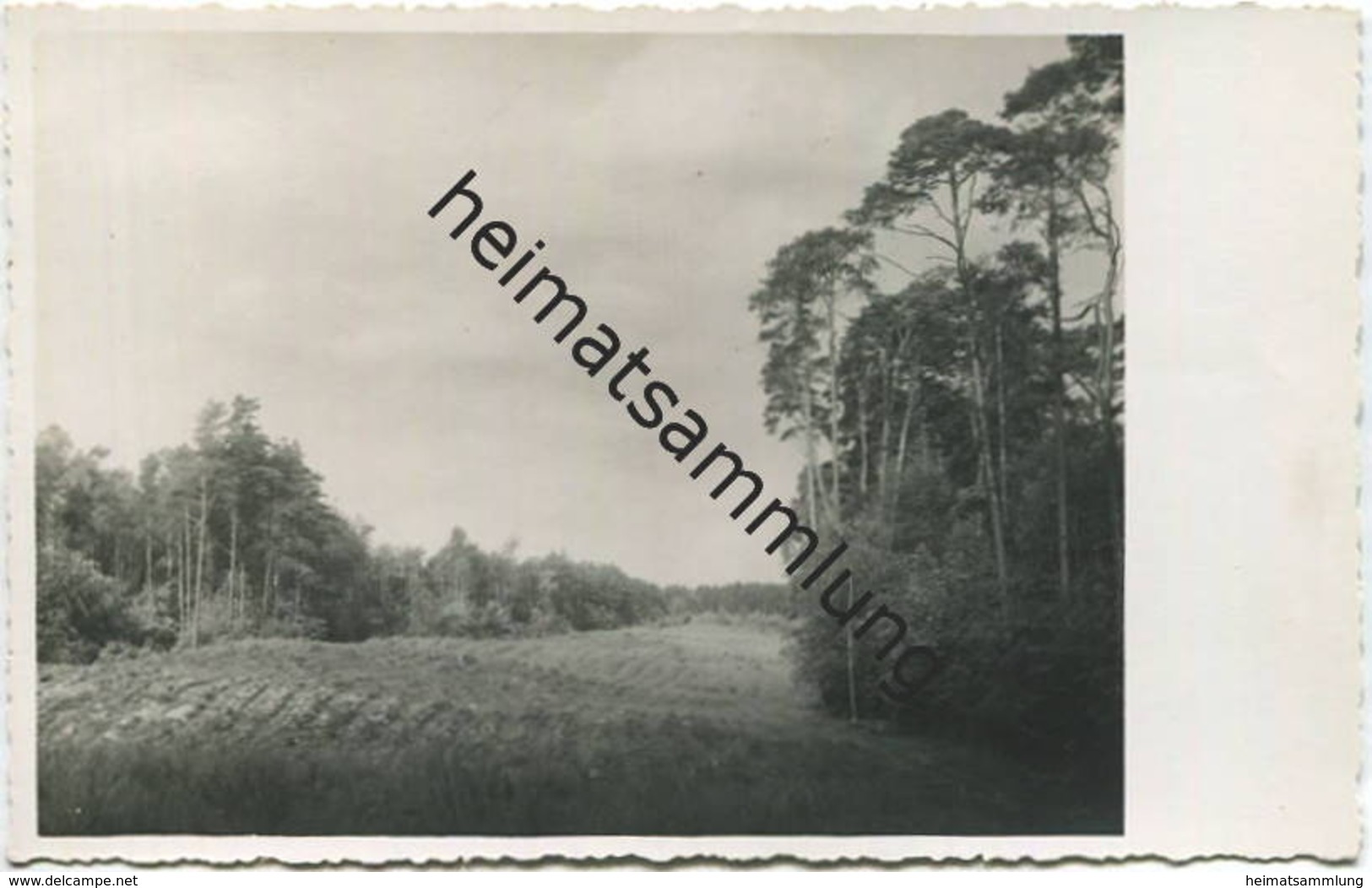 Im Nauener Forst - Foto-AK 40er Jahre