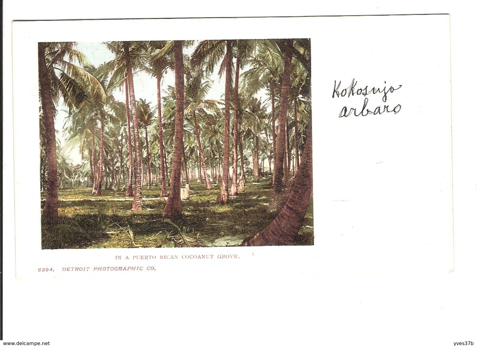 IN A PUERTO RICAN COCOANUT GROVE