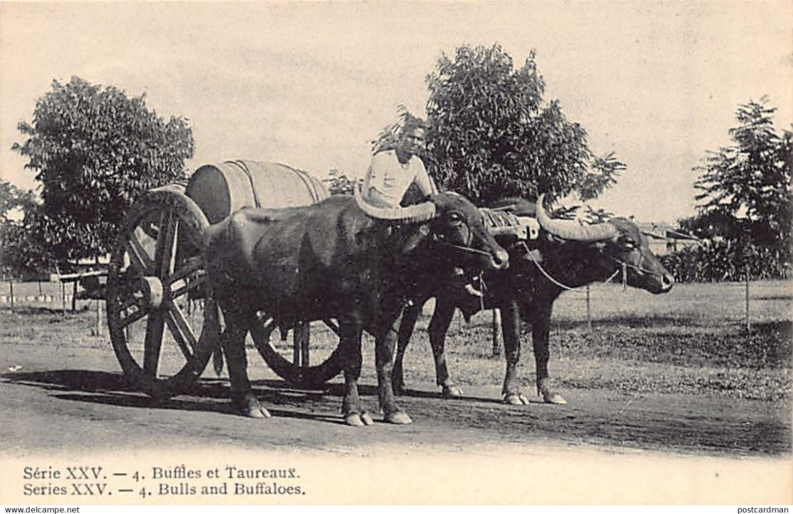 India - Buffalo team