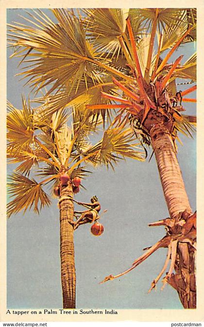 India - A tapper on a palm tree in Southern India