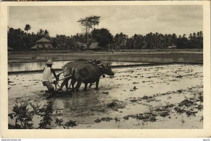 CPA INDONESIA Indonesia (342051)