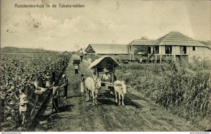 CPA Sumatra Indonesien, Tabakplantage, Rinderkarren
