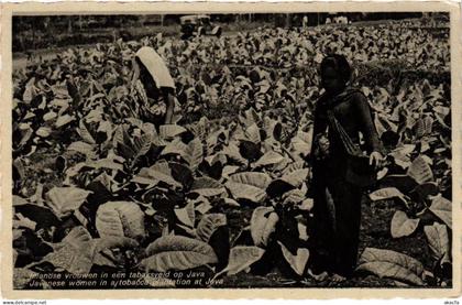 PC CPA Java Javansche vrouwen in een tabaksveld INDONESIA (a9706)