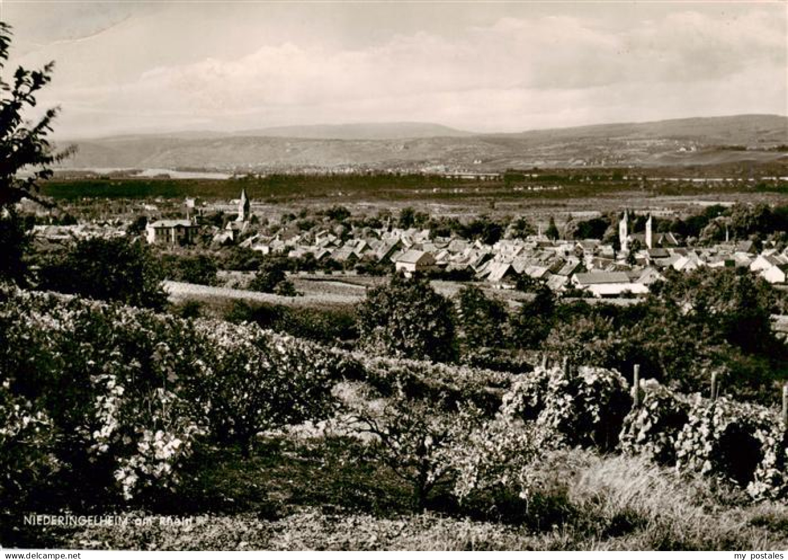 Ingelheim Rhein Panorama
