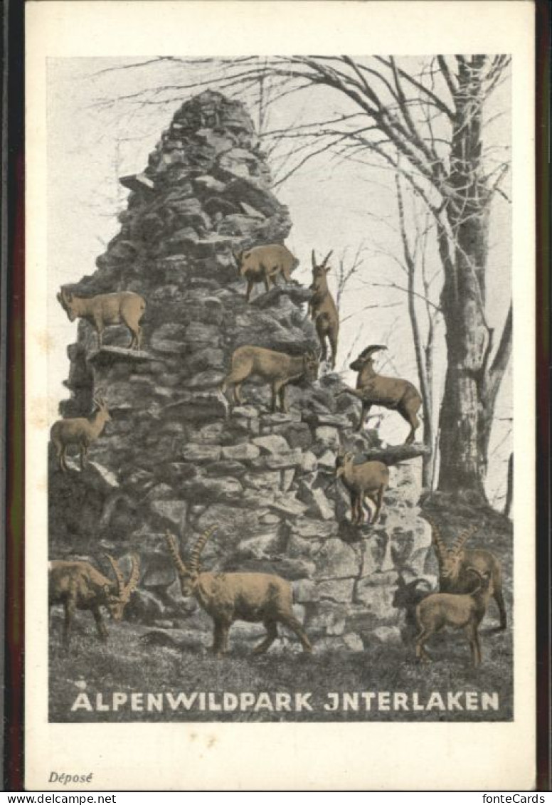 Interlaken BE Interlaken Alpenwildpark