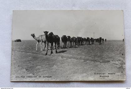 Cpsm carte photo, the caravan of camels, eldorado photo G=Bagdad, Irak, Iraq