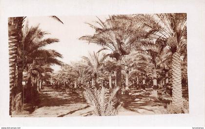 L476 Iraq Baghdad Palm Grove real photo vintage postcard