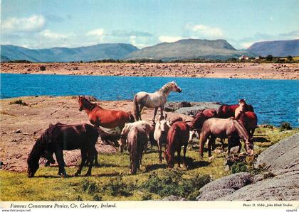 CPM Famous Connemara ponies Co Galway Ireland