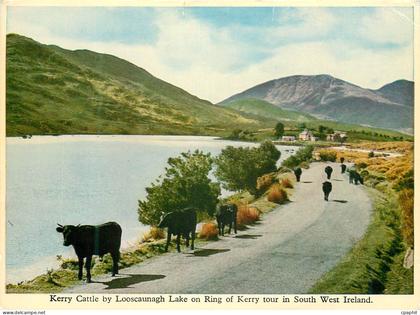 CPM Kerry cattle by Looscaunach lake on ring of Kerry tour in South West Ireland