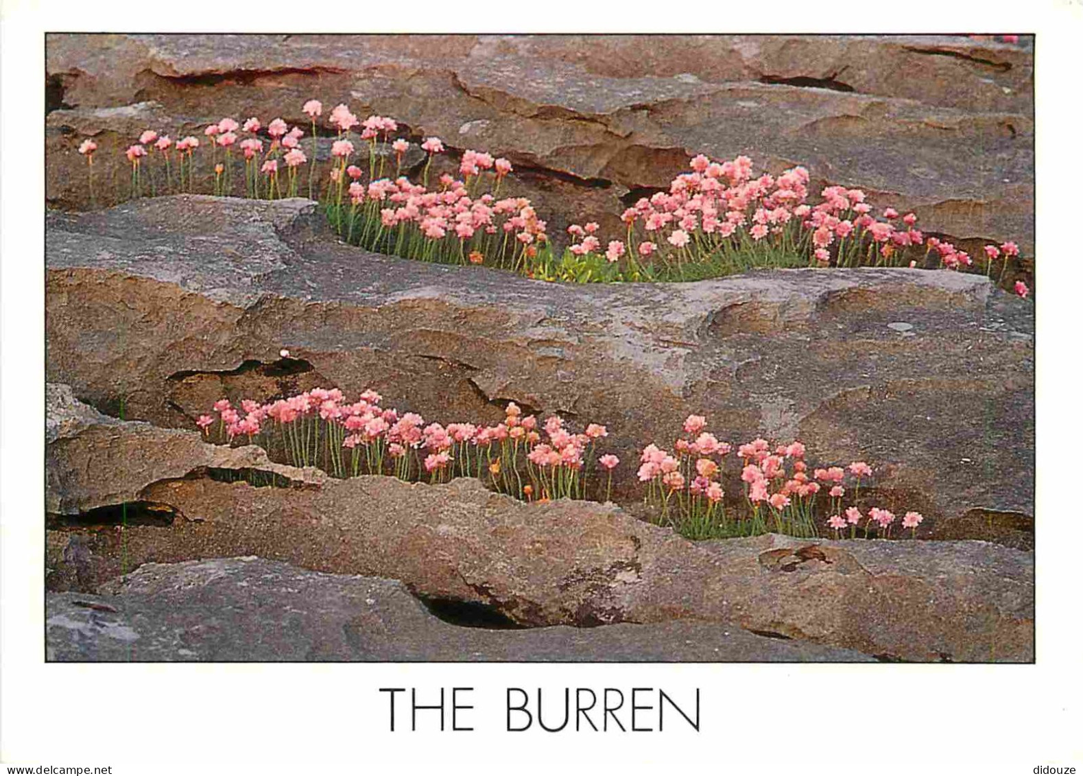 Irlande - Clare - The Burren - Fleurs - CPM - Carte Neuve - Voir Scans Recto-Verso