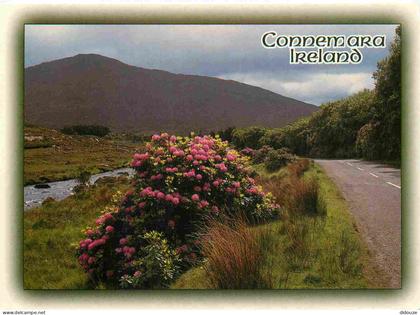 Carte Postale - Irlande - Connemara - Fleurs - Co. Galway - CPM - Voir Scans Recto-Verso